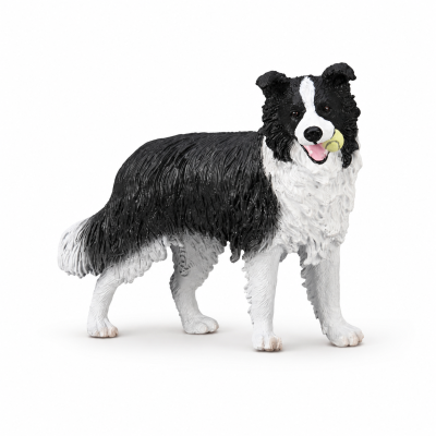 Border Collie Dog