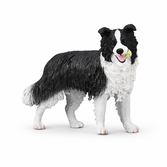 Border Collie Dog