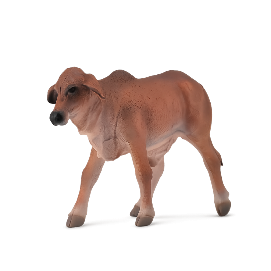 Red Brahman Calf