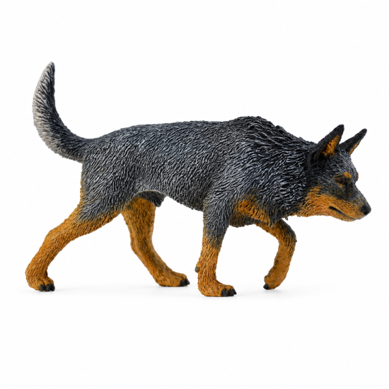 Australian Cattle Dog