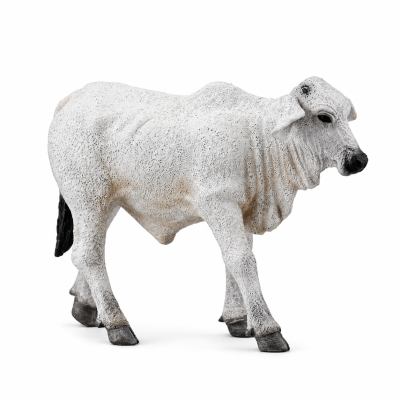 Grey Brahman Calf