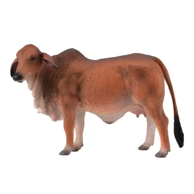 Red Brahman Cow