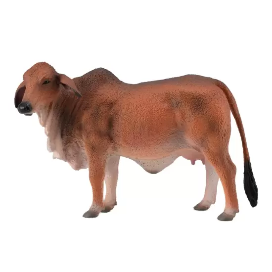 Red Brahman Cow