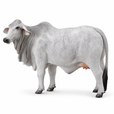 Grey Brahman Cow