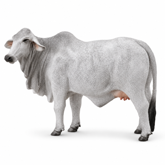 Grey Brahman Cow